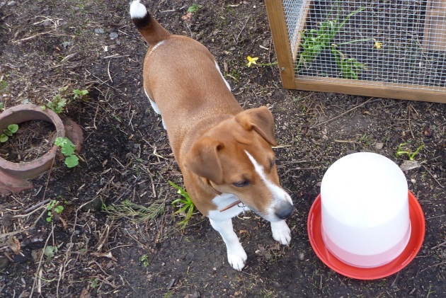 He even drank out of the water containers to see if they were working properly - he even tasted the chicken food!