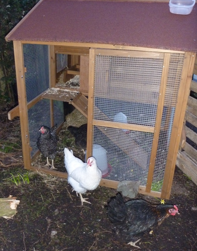 Early this morning they were allowed out to explour their new home.