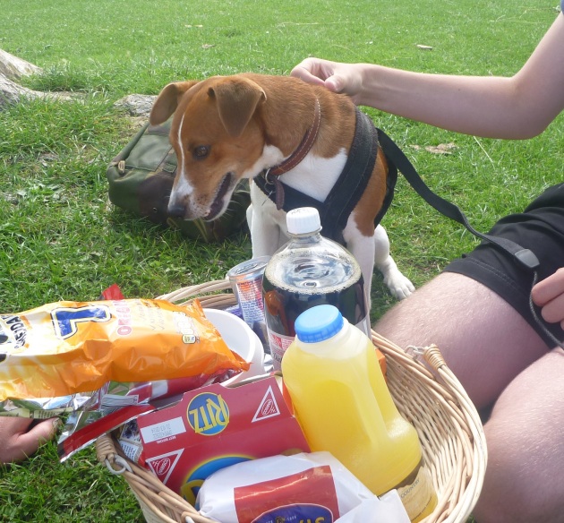 This was a very happy day for Stan and when he saw there were dog biscuits in the picnic he barked from sheer pleasure - at no point did the bark mean he was going to attack the picninc basket - he was saying thankyou for making sure I got some nice goodies.